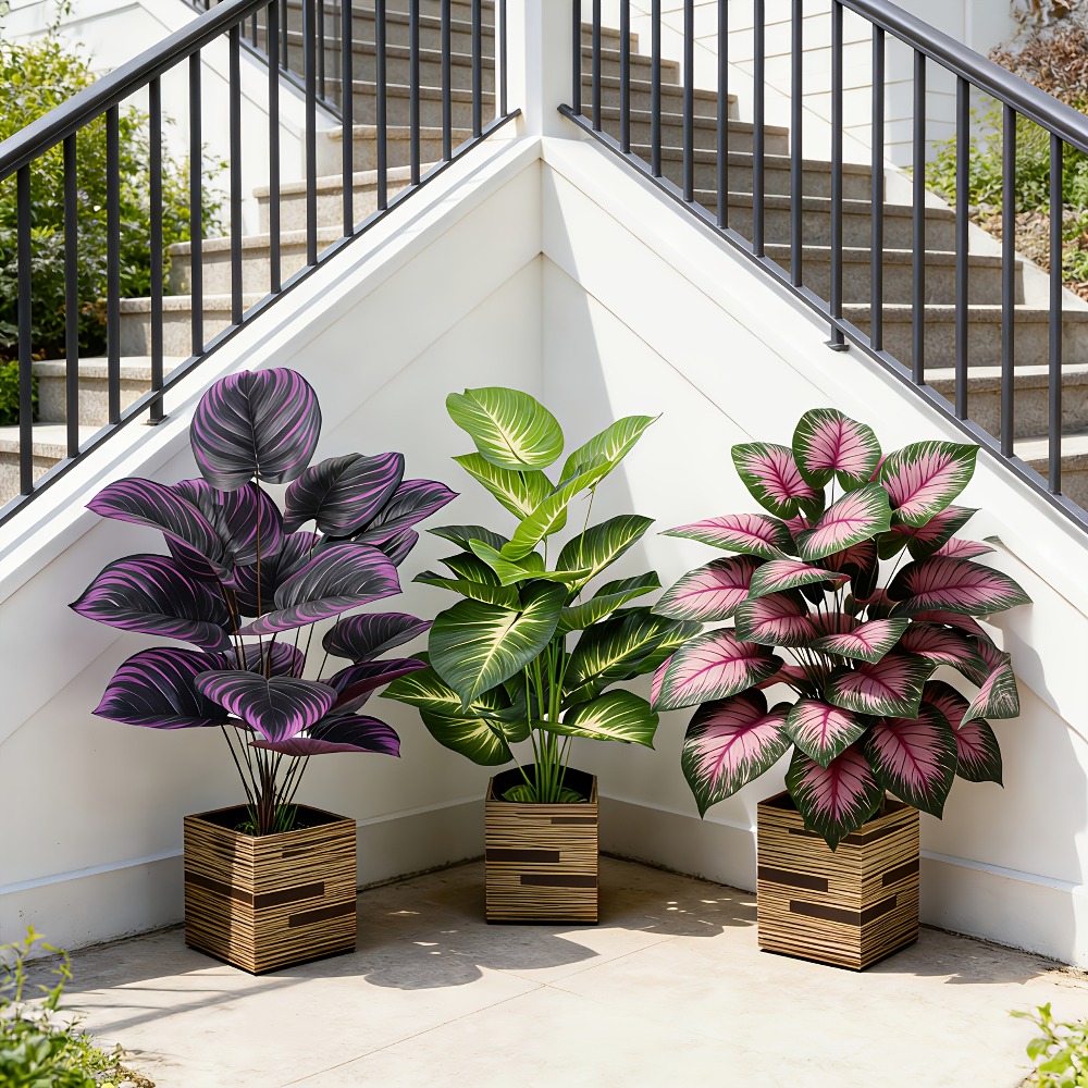 Ficus Lyrata Tree - 3 adet Çeşitli Büyük Yapraklı Dış