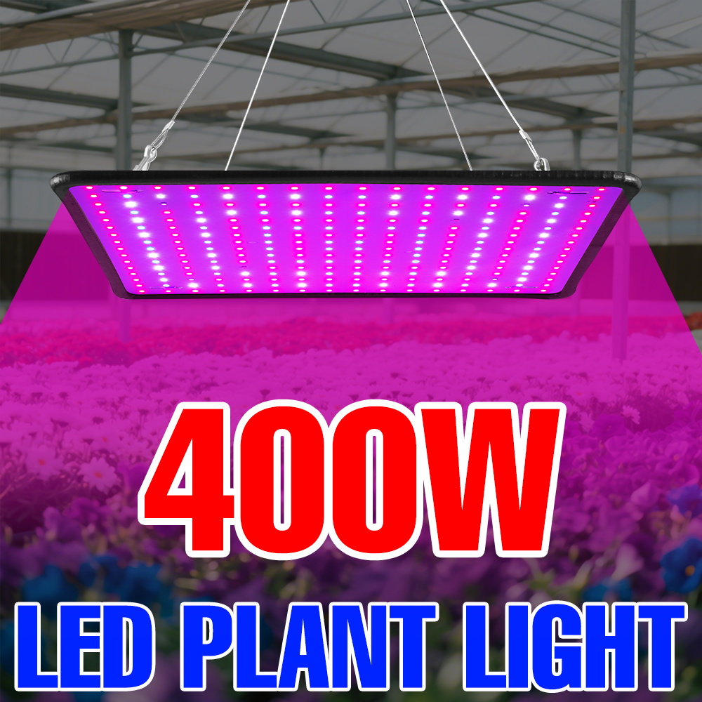 Echeveria Succulent - 400W LED Büyüme Lambası Tam Spektrum