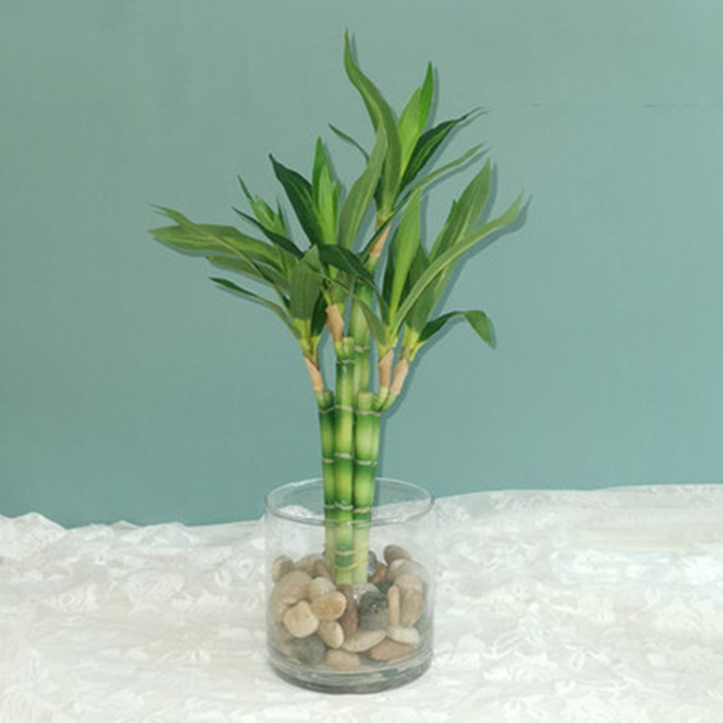 Yeni 40 cm rFtificial Şanslı B - Echeveria Succulent incelemesi ve fiyatı