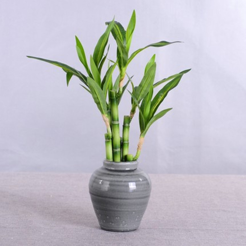 Yeni 40 cm rFtificial Şanslı B - Echeveria Succulent incelemesi ve fiyatı