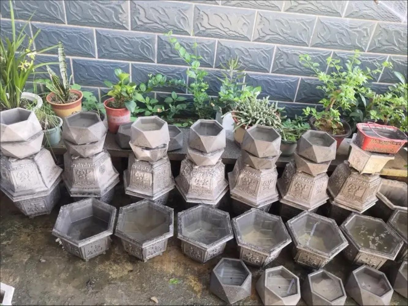 Plastik Sukulent Saksı Kalıbı, - Echeveria Succulent incelemesi ve fiyatı