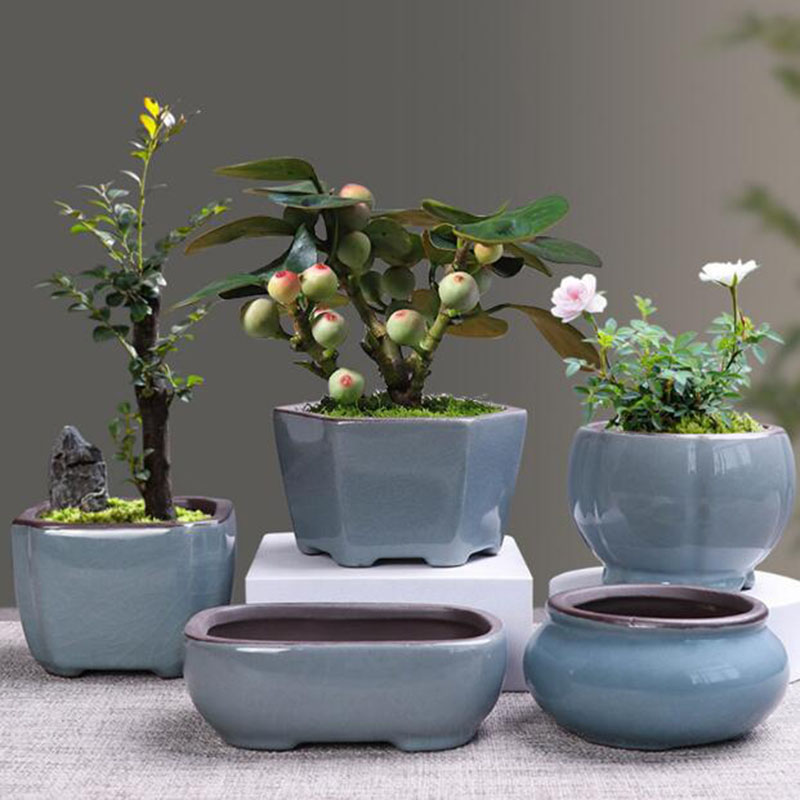 Retro seramik saksı kuşkonmaz  - Echeveria Succulent incelemesi ve fiyatı