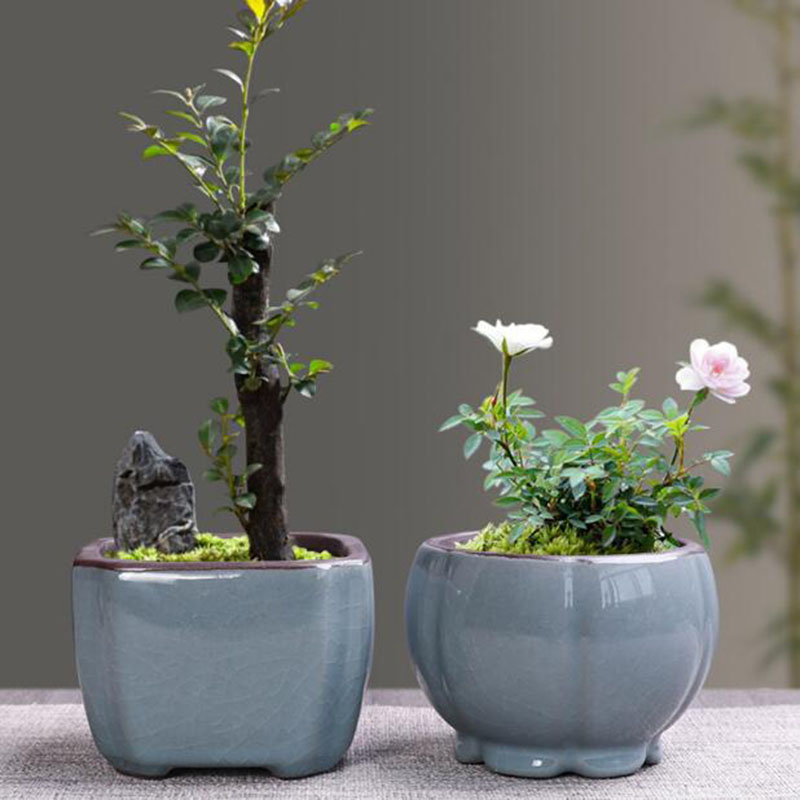 Retro seramik saksı kuşkonmaz  - Echeveria Succulent incelemesi ve fiyatı