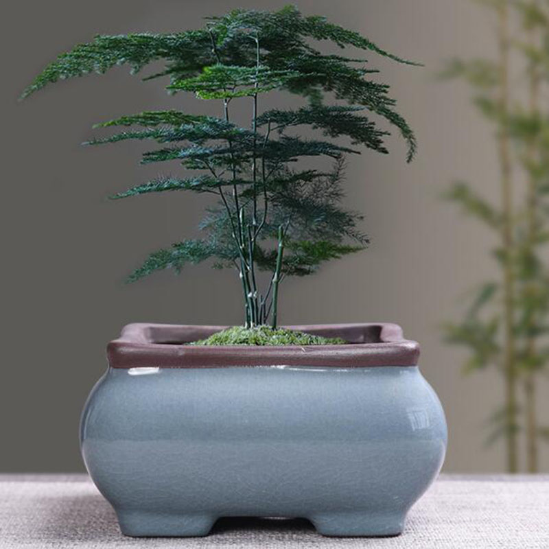 Retro seramik saksı kuşkonmaz  - Echeveria Succulent incelemesi ve fiyatı