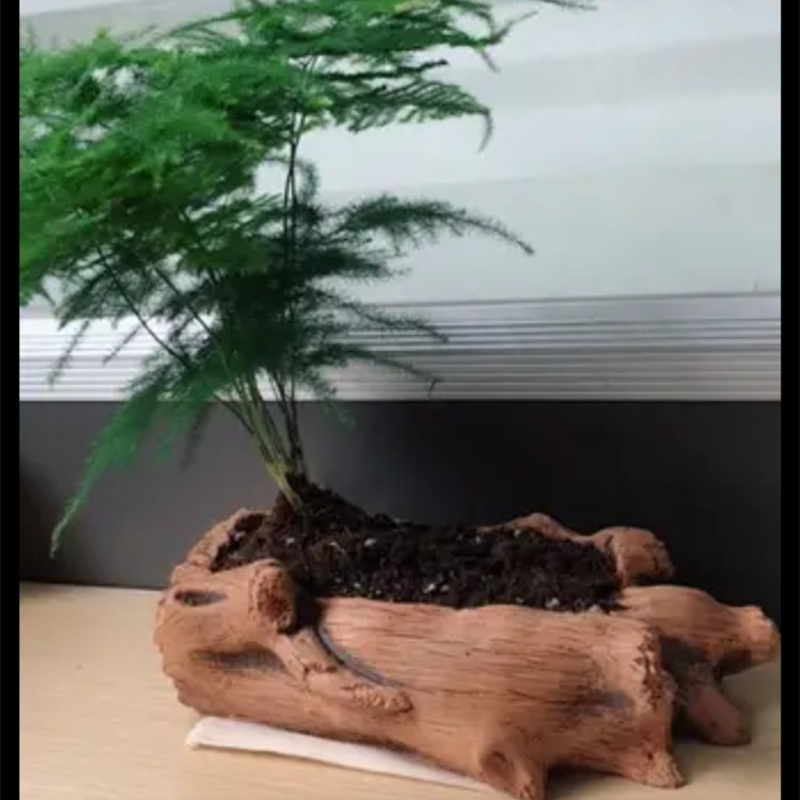 Taklit Ahşap Kazıklar Ağaç Kök - Echeveria Succulent incelemesi ve fiyatı