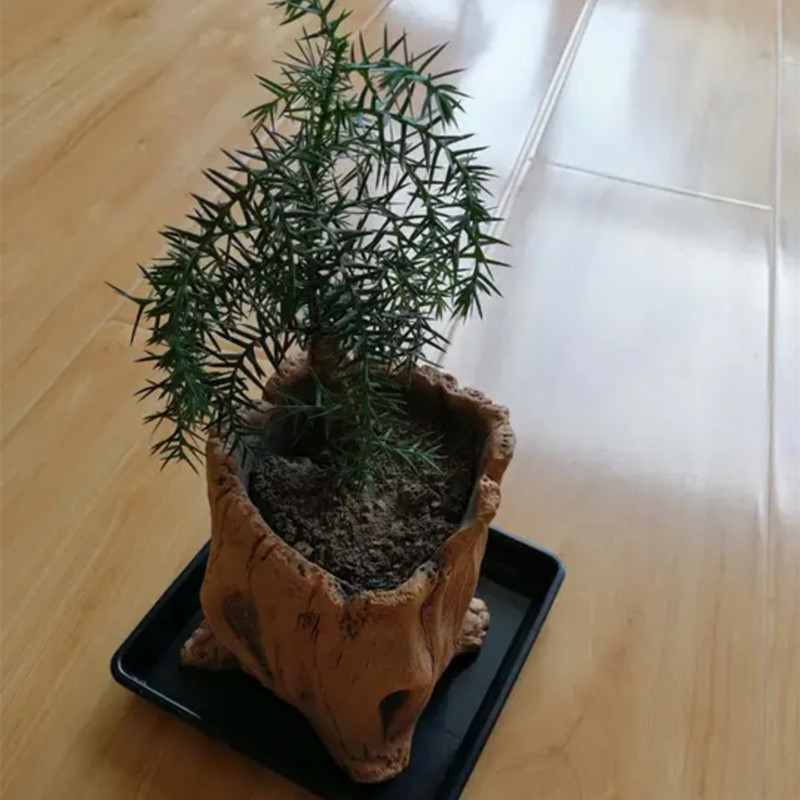 Taklit Ahşap Kazıklar Ağaç Kök - Echeveria Succulent incelemesi ve fiyatı
