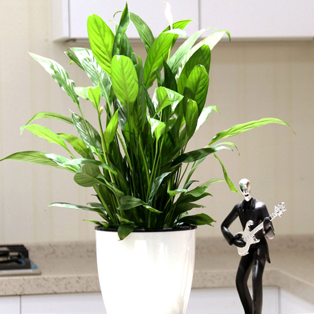 Beyaz Taşınabilir Ve Çevre Dos - Aloe Vera Pot incelemesi ve fiyatı