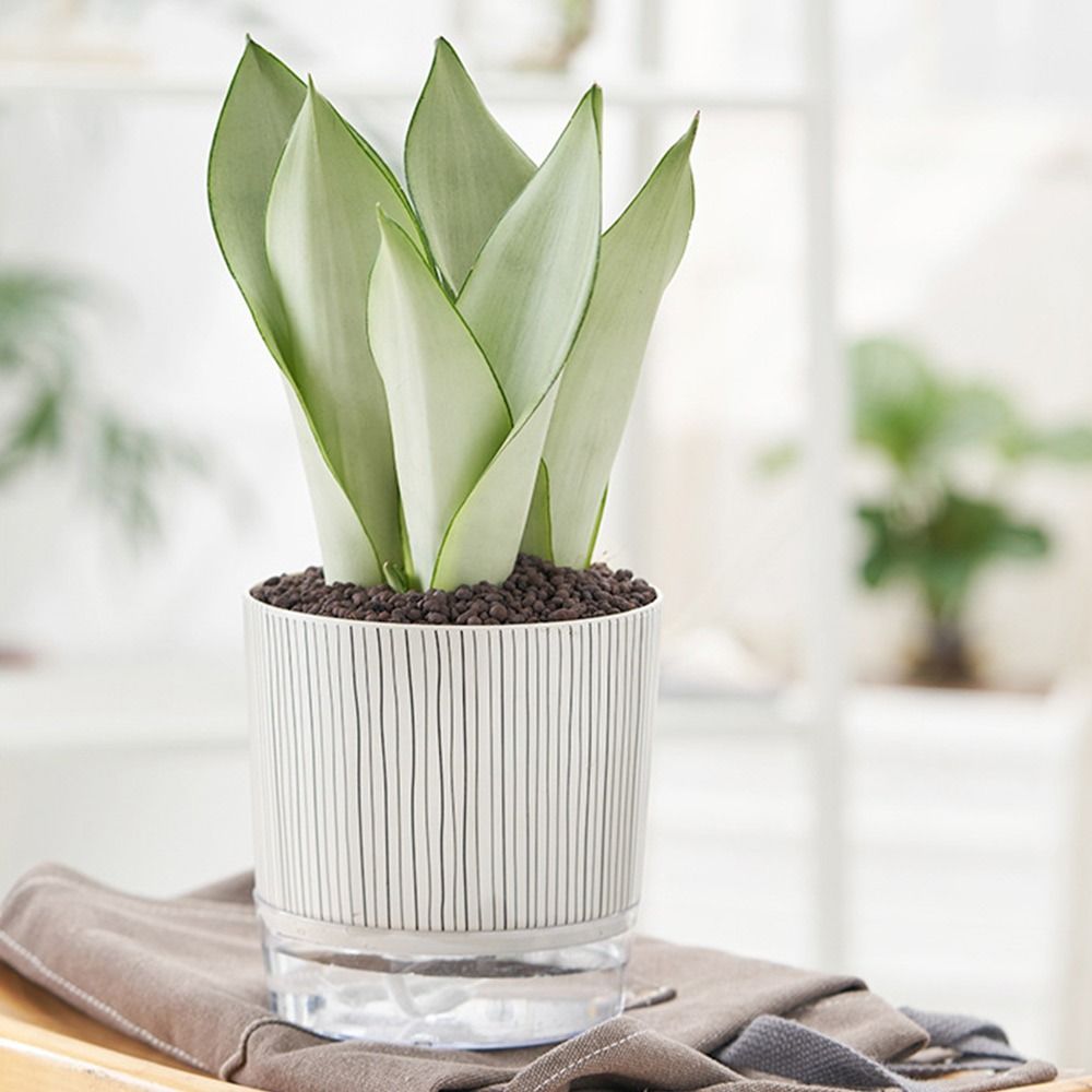 Şeffaf Kendinden Sulanan Bitki - Aloe Vera Pot incelemesi ve fiyatı