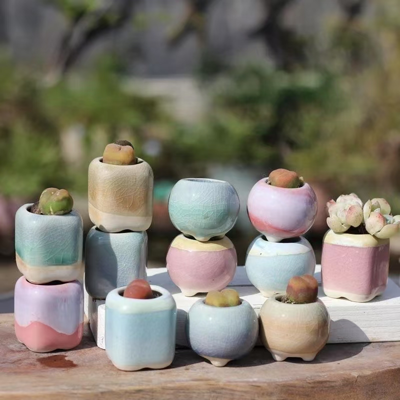 6 Adet Mini Saksı Succulents K - Echeveria Succulent incelemesi ve fiyatı