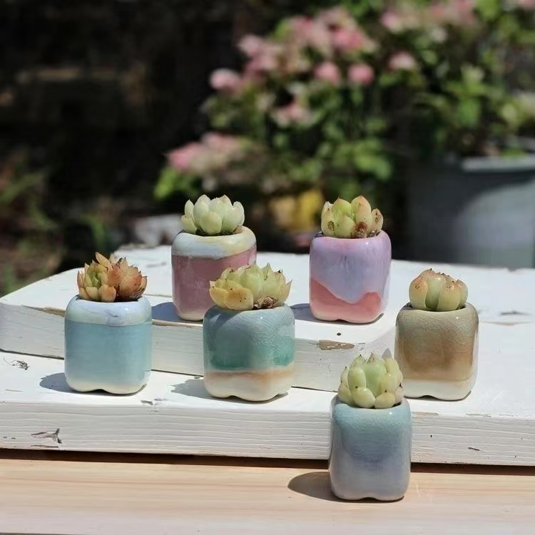 6 Adet Mini Saksı Succulents K - Echeveria Succulent incelemesi ve fiyatı