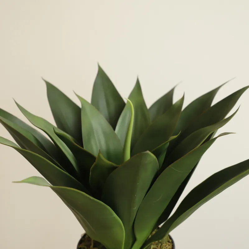 Yapay Saksılı Aloe Vera Bitkis - Aloe Vera Pot incelemesi ve fiyatı