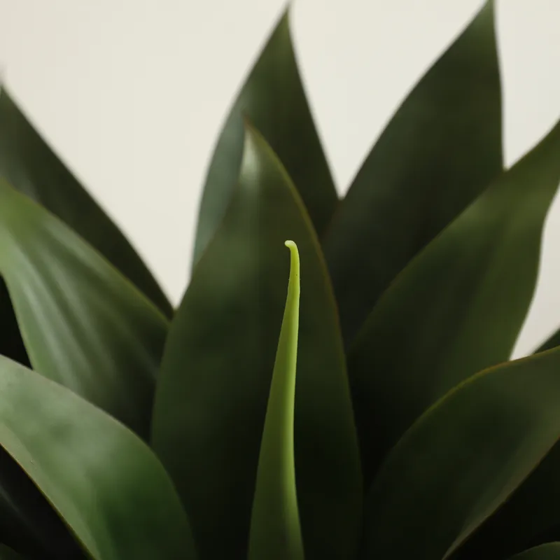 Yapay Saksılı Aloe Vera Bitkis - Aloe Vera Pot incelemesi ve fiyatı